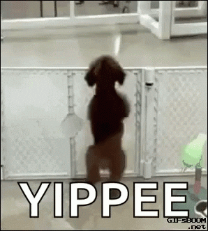 Excited Dog GIF by memecandy - Find & Share on GIPHY