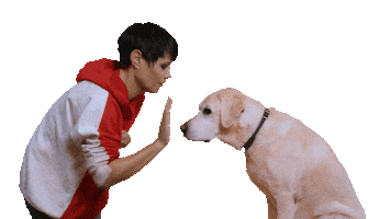 High Five Dog Sticker by Francine Jordi