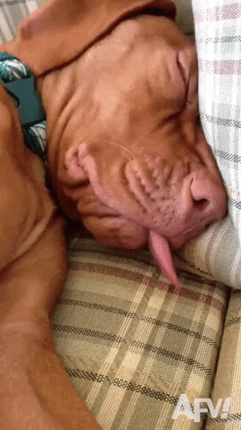 TV gif. AFV video closeup of a sleeping dog's face as its tongue sticks out and wiggles.