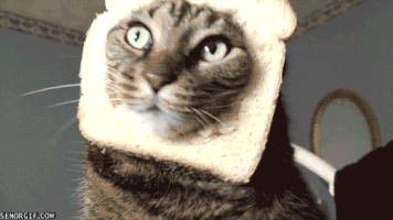 Cat Bread GIF