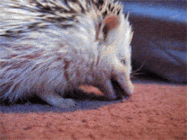 African Pygmy Hedgehog Animals animated GIF