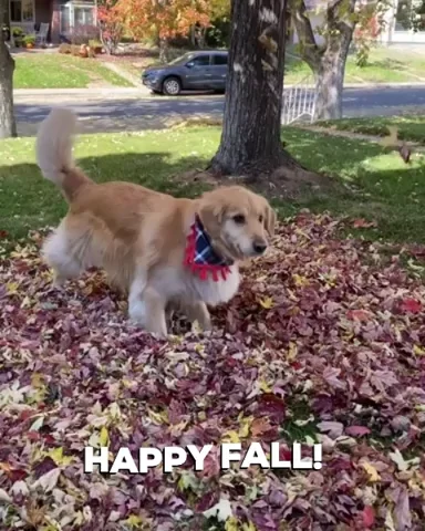 Golden Retriever Fall GIF by Finley