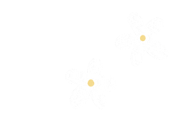 Flowers Daisies Sticker