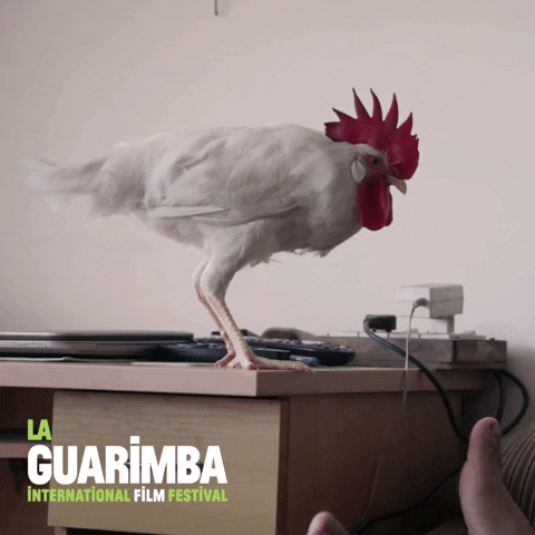 Chilling Chill Out GIF by La Guarimba Film Festival - Find & Share on GIPHY