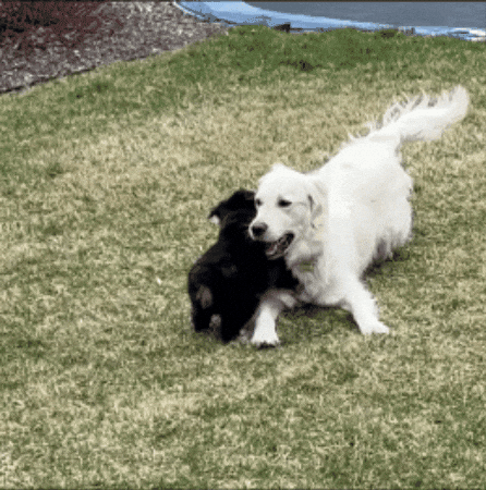 Puppies GIF