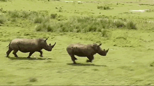 Image result for rhino sprinting gif