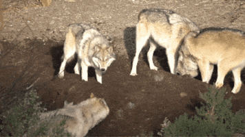 Wolf Digging GIF by Oakland Zoo