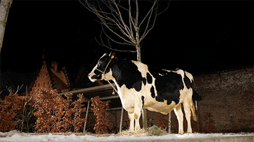 Baldurs Gate Cow GIF by Larian Studios