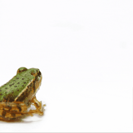 Lets Dance Frog GIF by TeaCosyFolk