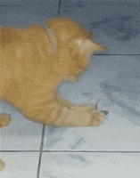 cat and mouse chickens GIF