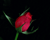 Beautiful Flowers Gifs Get The Best Gif On Giphy