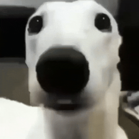Dog Shakingdog GIF