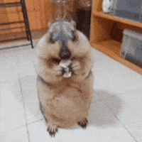Animal GIF