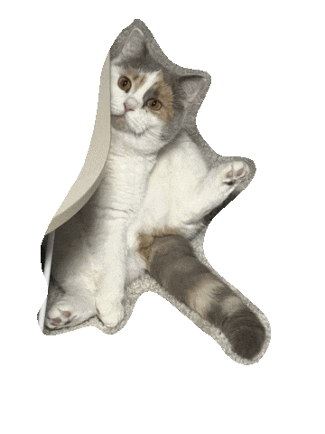 Cat Sticker