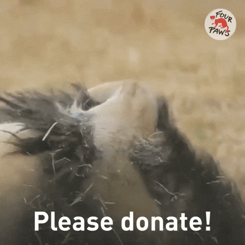 Big Cat Thank You GIF by FOUR PAWS
