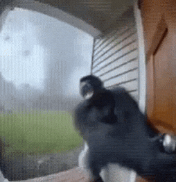 Gorilla Tornado GIF