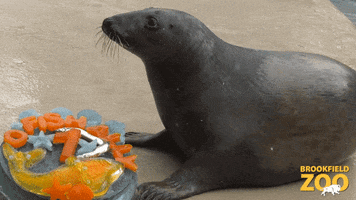 Hungry Happy Birthday GIF by Brookfield Zoo