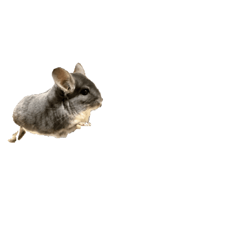 Chinchilla Sticker by potachinroom