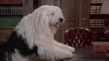 Shaggy Da Dog Punch GIF