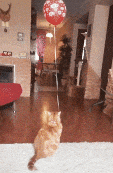 Happy Birthday Cat GIF