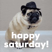 Saturday Morning Dog GIF by Sealed With A GIF Saturday Morning Dog GIF by Sealed With A GIF