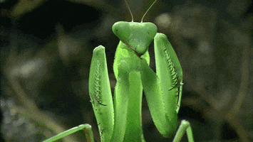 praying mantis insect GIF