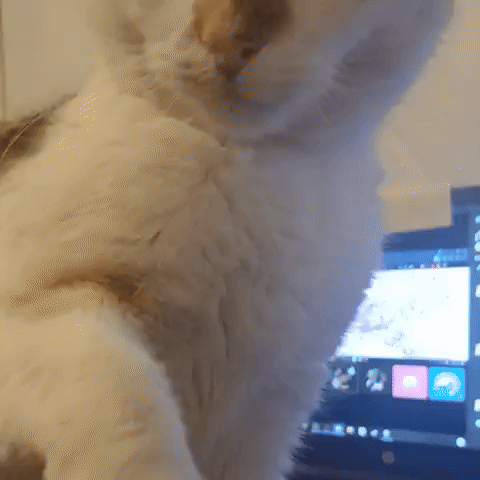 Funny Cat GIF