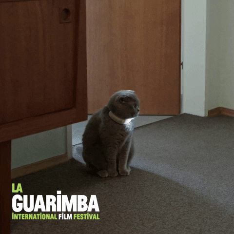 Suspicious Cat GIF by La Guarimba Film Festival