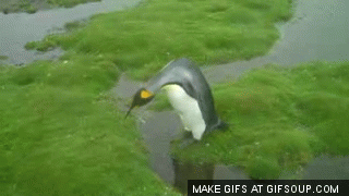 penguin f