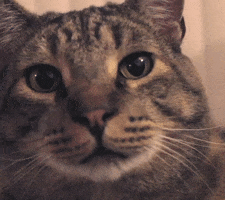 Cat Stare Down GIF by Just OK Tips