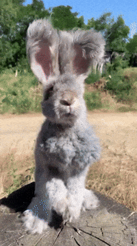 photo Monty Python Bunny Gif monty python bunny gifs get the best