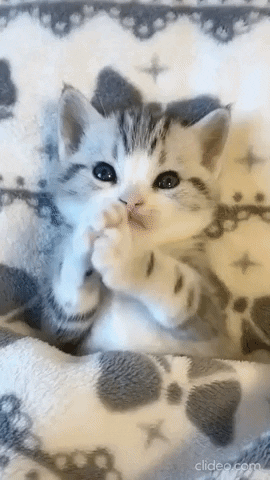 Cat Mood GIF by JustViral.Net