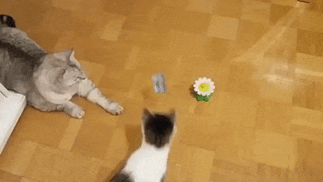Cat Toy GIF