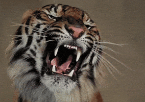 Tiger Teeth GIF