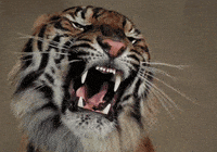 Explore tiger roar GIFs