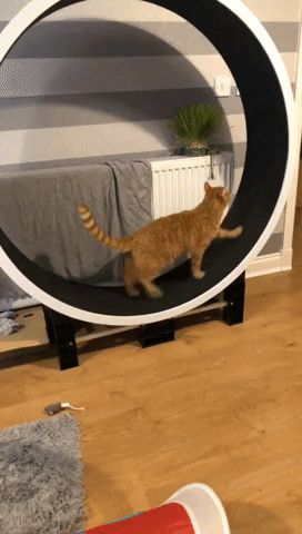 Cat GIF