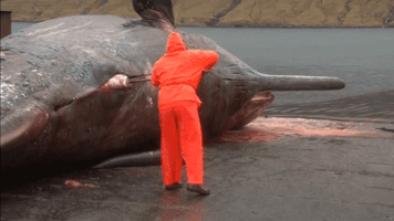 iamthebas explosion whale exploding GIF