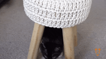 Big Eyes Cat GIF by The Goat Agency