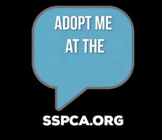 Adopt GIF by Sacramento SPCA