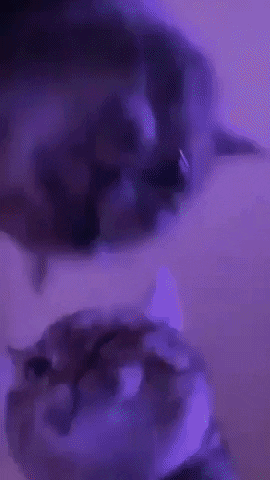 Cat GIF