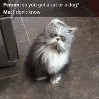 Angry Cat GIF by JustViral.Net
