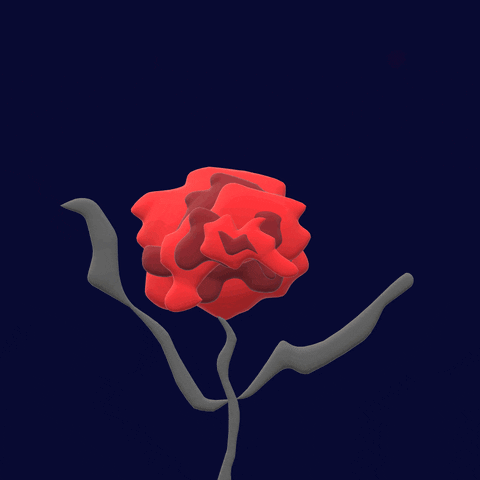 frumpygifs loop flower night rose GIF