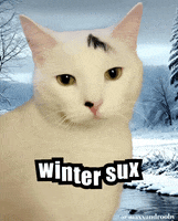 Sucks White Cat GIF