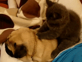 back rub GIF back rub GIF