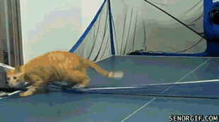 ping pong cat GIF by Cheezburger