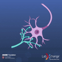 Synaptic GIFs - Get the best GIF on GIPHY Synaptic GIFs - Get the best GIF on GIPHY