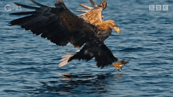 Bird Flying GIF by PBS