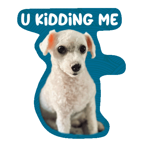 Dog Wtf Sticker by Awesome Pawsome Treats