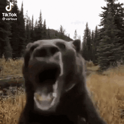 Bear GIF