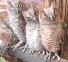 flirty owls GIF
